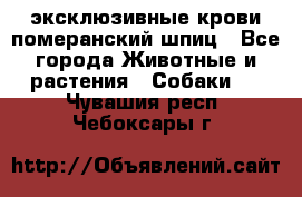 эксклюзивные крови-померанский шпиц - Все города Животные и растения » Собаки   . Чувашия респ.,Чебоксары г.